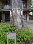 高麗神社の写真のサムネイル写真10