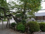 高麗神社の写真のサムネイル写真13