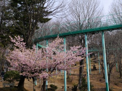 仙元山見晴らしの丘公園の写真（3月の様子）1