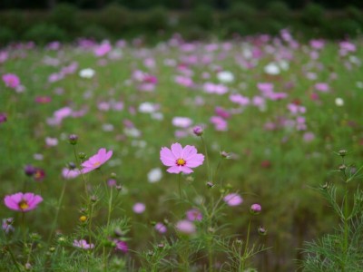 巾着田の写真20