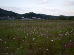 巾着田の写真のサムネイル写真23