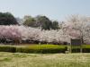 高尾さくら公園の写真のサムネイル写真48