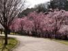 高尾さくら公園の写真のサムネイル写真60