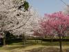 高尾さくら公園の写真のサムネイル写真61