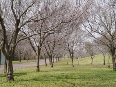 高尾さくら公園の写真2