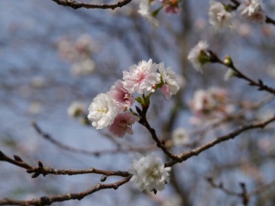 高尾さくら公園の写真12