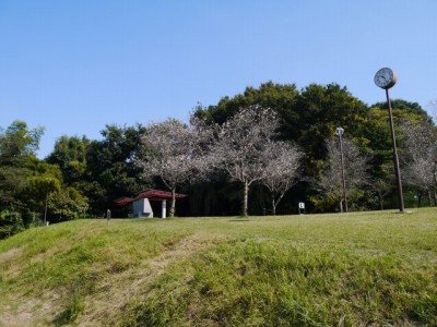 高尾さくら公園の写真16