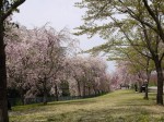 高尾さくら公園の写真のサムネイル写真24