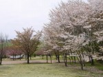 高尾さくら公園の写真のサムネイル写真27