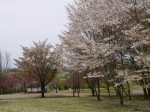 高尾さくら公園の写真のサムネイル写真29