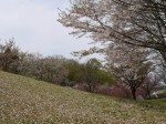 高尾さくら公園の写真のサムネイル写真31