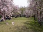 高尾さくら公園の写真のサムネイル写真32