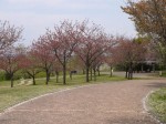 高尾さくら公園の写真のサムネイル写真34