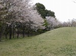 高尾さくら公園の写真のサムネイル写真38