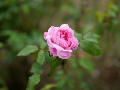 平成の森公園の写真5