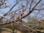 平成の森公園の写真のサムネイル写真43