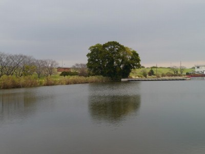 鳥羽井沼自然公園の写真