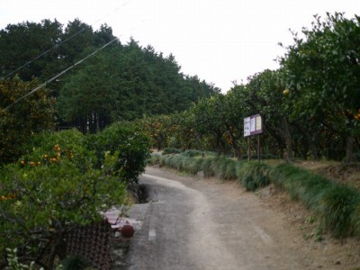 大内沢観光みかん園（見晴園）の写真8