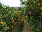 大内沢観光みかん園（見晴園）の写真のサムネイル写真12