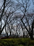 美の山公園の写真のサムネイル写真2