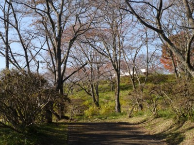 美の山公園の写真3