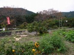 大附みかん園（小山園）の写真のサムネイル写真6