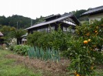 大附みかん園（小山園）の写真のサムネイル写真7