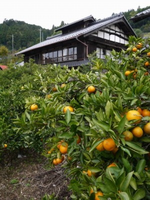 大附みかん園（小山園）の写真10