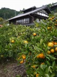 大附みかん園（小山園）の写真のサムネイル写真10