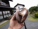 大附みかん園（小山園）の写真のサムネイル写真13