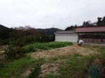 大附みかん園（小山園）の写真のサムネイル写真14