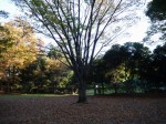 町制施行記念公園の写真のサムネイル写真11