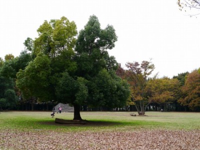 水子貝塚公園の写真3