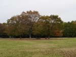 水子貝塚公園の写真のサムネイル写真8