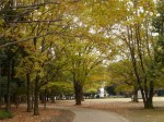 水子貝塚公園の写真のサムネイル写真13