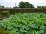 難波田城公園の写真のサムネイル写真43