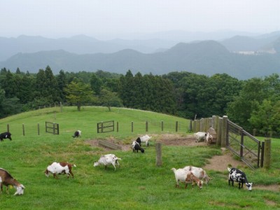 秩父高原牧場の写真27