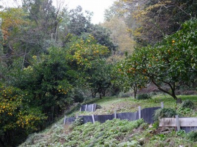 風布みかん山（上の山みかん園）の写真4