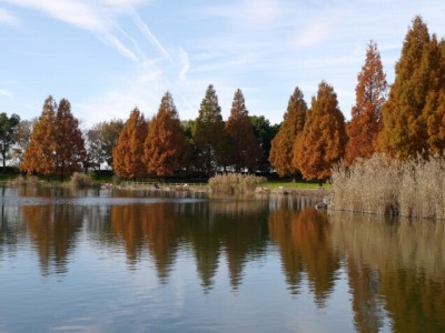 松伏記念公園・多目的調整池公園の写真9