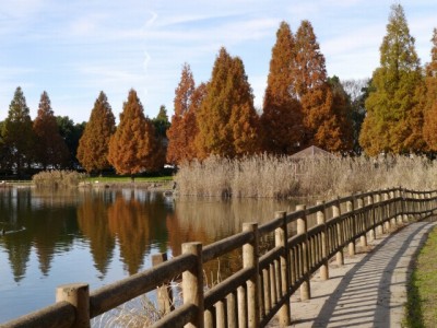 松伏記念公園・多目的調整池公園の写真11