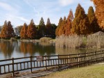 松伏記念公園・多目的調整池公園の写真のサムネイル写真12