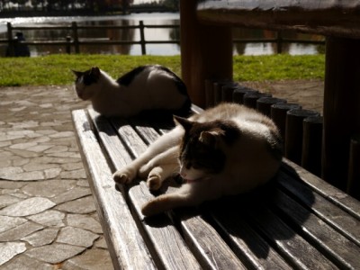 松伏記念公園・多目的調整池公園の写真19