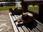 松伏記念公園・多目的調整池公園の写真のサムネイル写真19