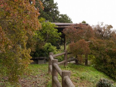 五大尊つつじ公園の写真16