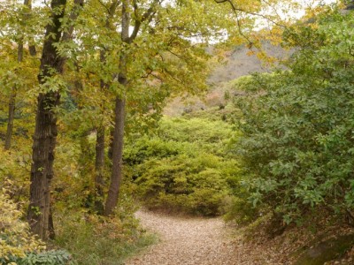 五大尊つつじ公園の写真28