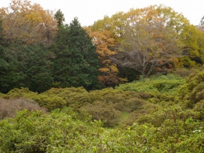 五大尊つつじ公園の写真31