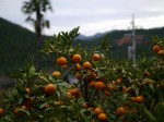 大附みかん園（井戸下園）の写真のサムネイル写真5