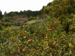 大附みかん園（井戸下園）の写真のサムネイル写真9