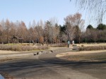 彩の森入間公園の写真のサムネイル写真8