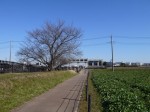 幸手水仙まつりの写真のサムネイル写真22